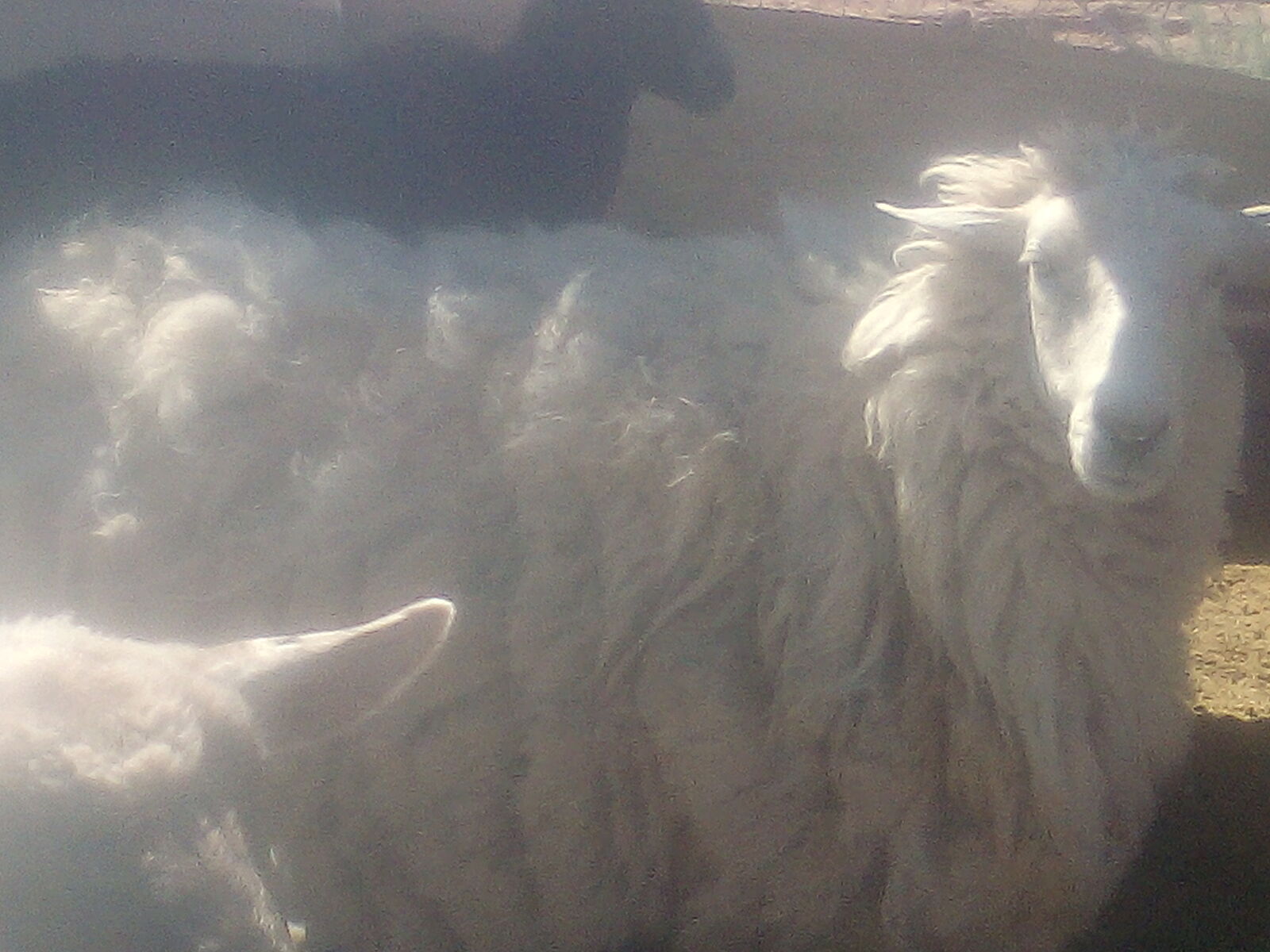 Navajo Cross Ewe For Sale