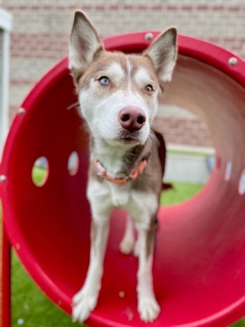 A159222 Lola is Available for Adoption!