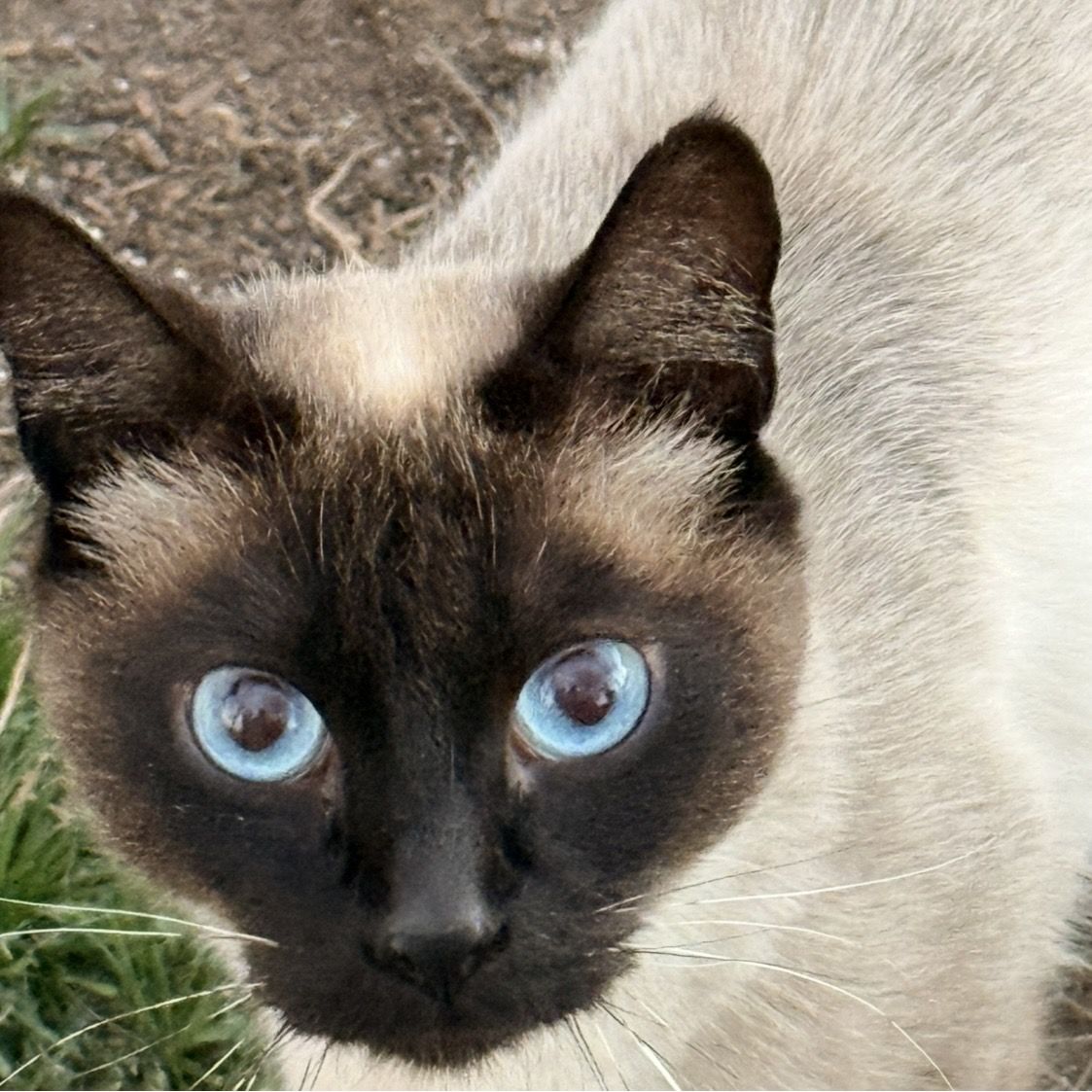 Ragdoll Kittens Ready for forever home