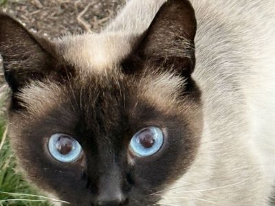 Ragdoll Kittens Ready for forever home