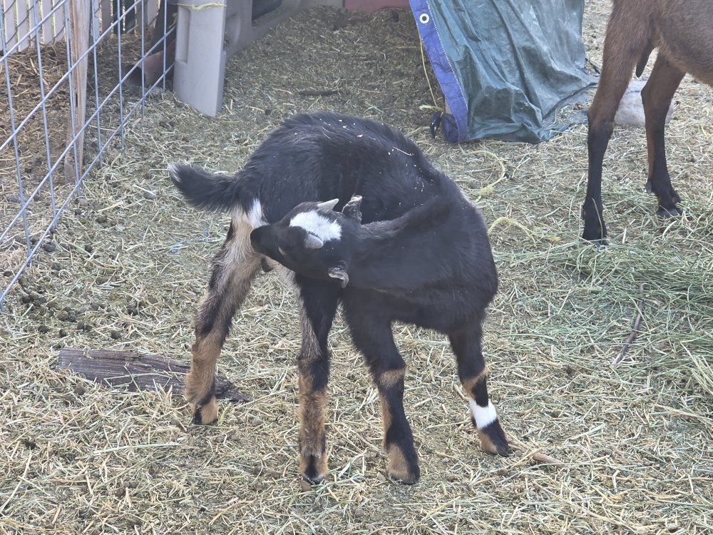 Nubian-La mancha mix buckling