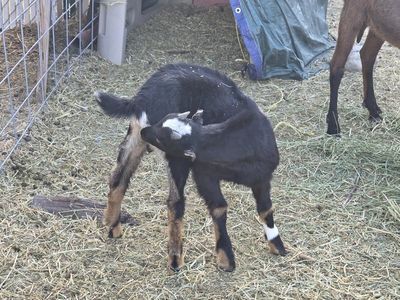 Nubian-La mancha mix buckling