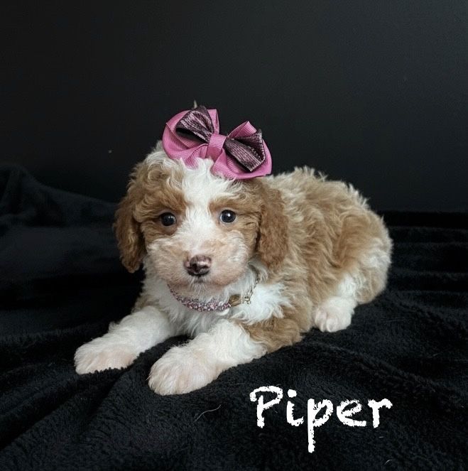 Cutest Toy/Mini Size F1b Aussiedoodle Puppies