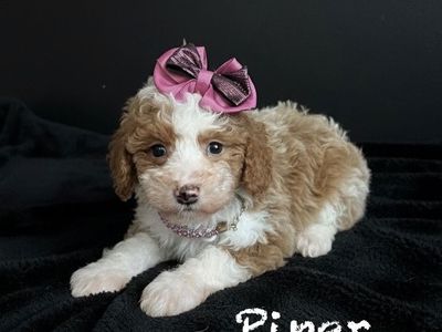 Cutest Toy/Mini Size F1b Aussiedoodle Puppies