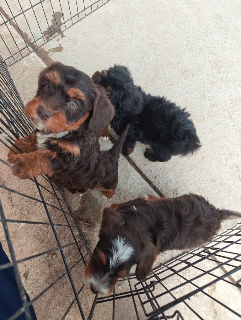 Mini Bernedoodle Puppies