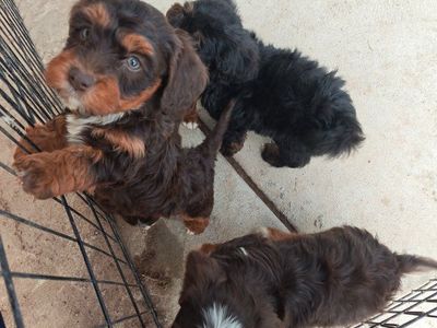 Mini Bernedoodle Puppies