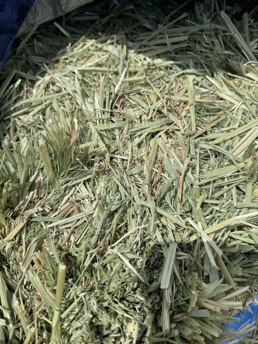 Oat Hay- 2 string bales
