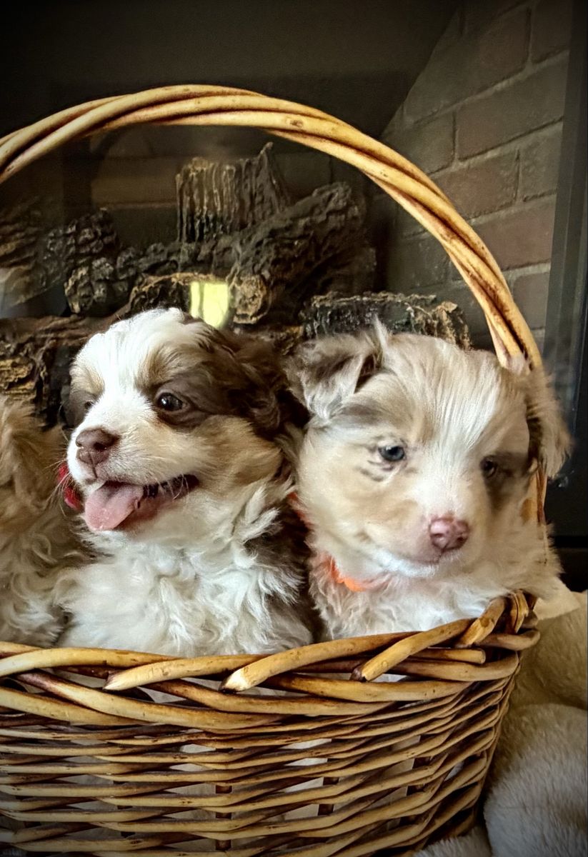Purebred Mini Australian Shepherd (Mini Aussie)