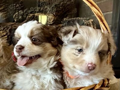 Purebred Mini Australian Shepherd (Mini Aussie)