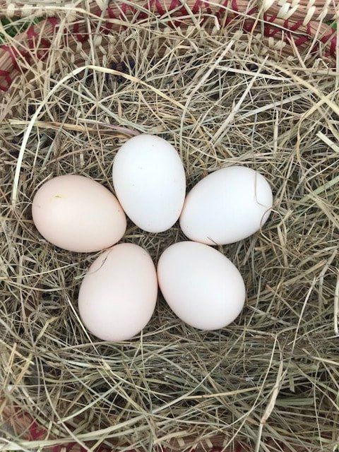 American Bresse hatching eggs