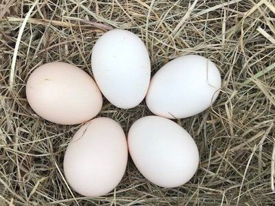 American Bresse hatching eggs