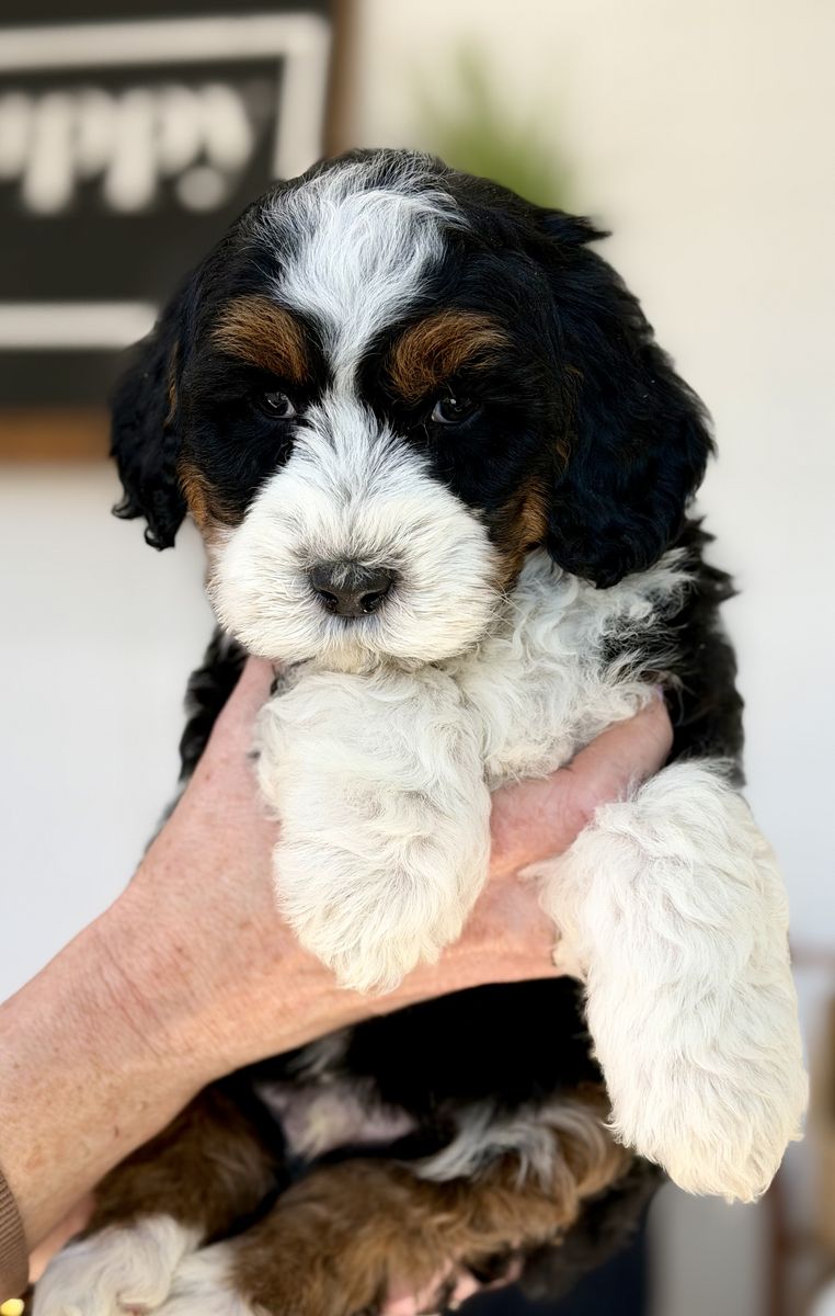 Mini Australian Mountain Doodles