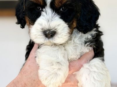 Mini Australian Mountain Doodles