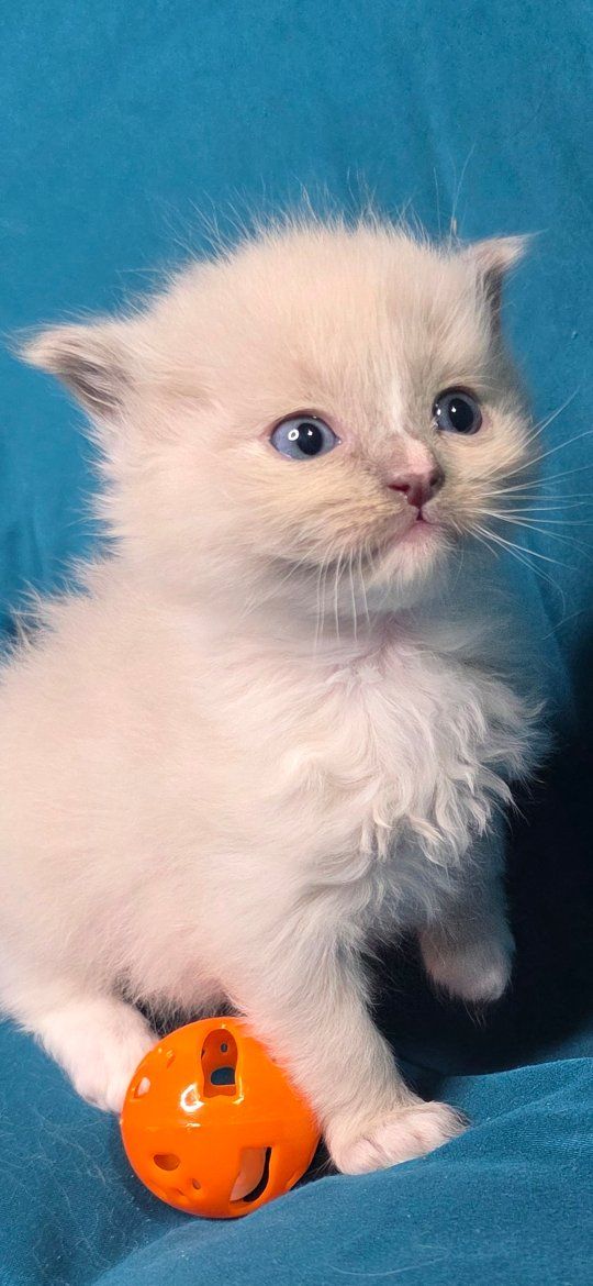 Sweet Purebred Ragdoll Kittens
