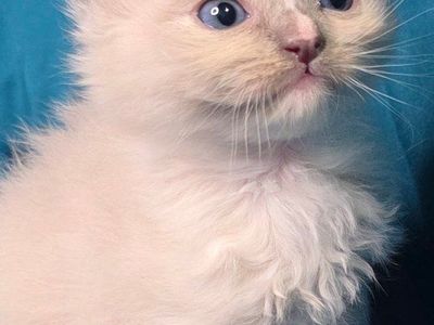 Sweet Purebred Ragdoll Kittens