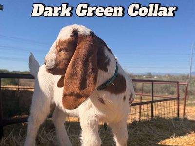 Boer Goats 4 Sale