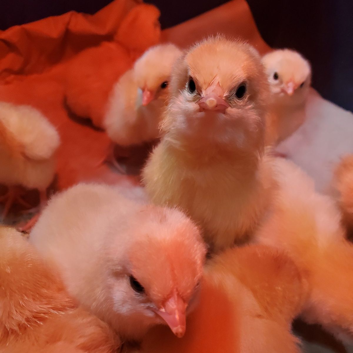 Chicks! Buff Orpington/New Hampshire