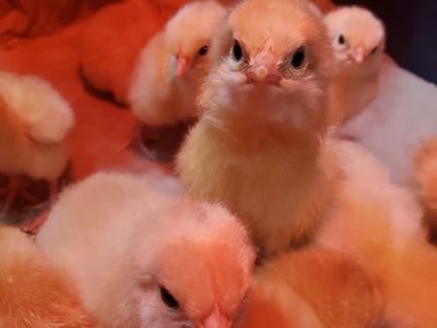 Chicks! Buff Orpington/New Hampshire