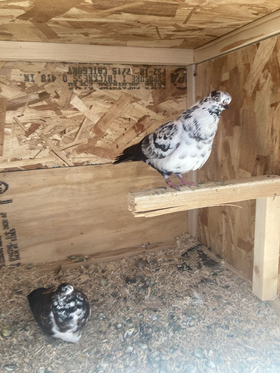 Portuguese Tumbler Pigeons