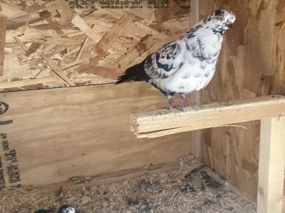 Portuguese Tumbler Pigeons