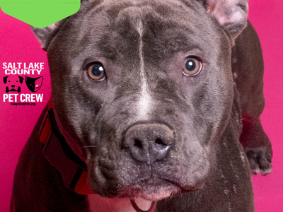 A162573 Sancho is Available for Adoption!