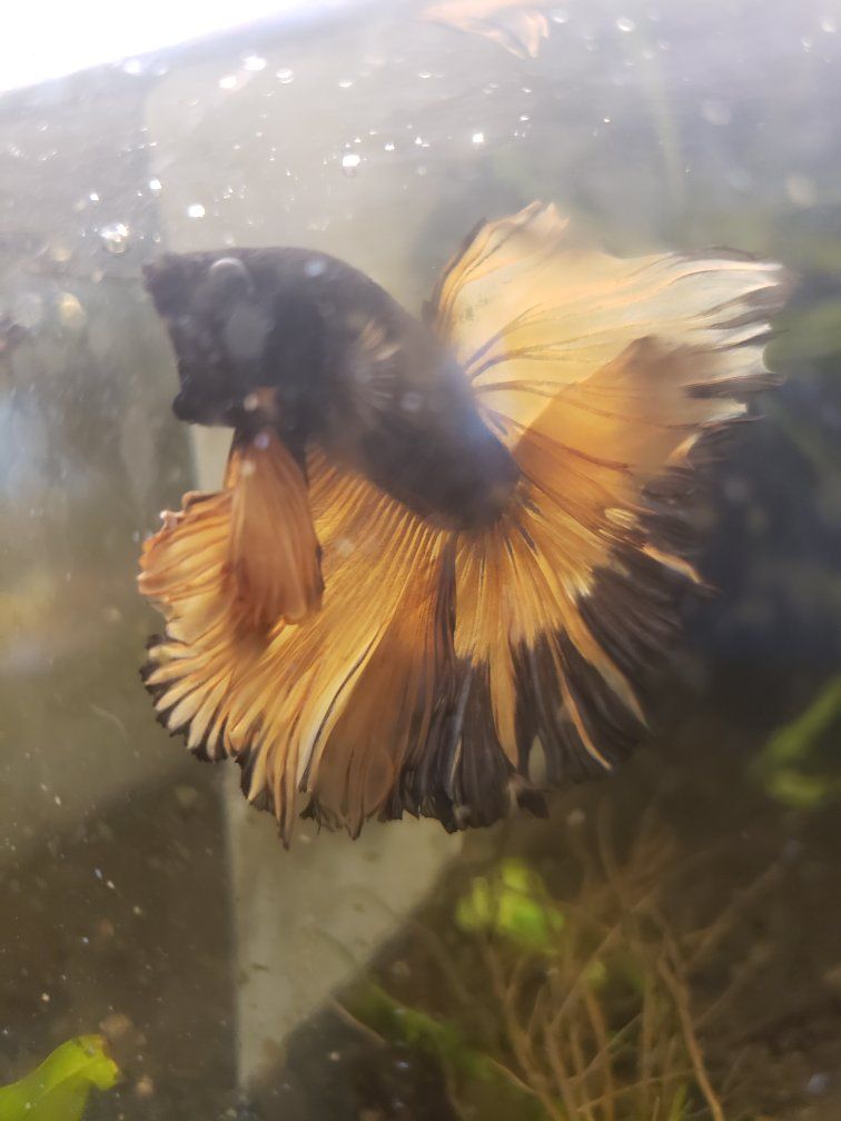 Stunning Import Mustard Gas Betta Fish - Vibrant Yellow and Dark Blue Fin Tail
