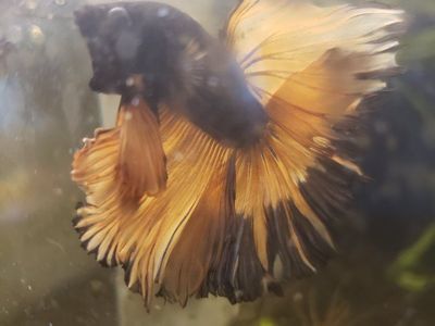 Stunning Import Mustard Gas Betta Fish - Vibrant Yellow and Dark Blue Fin Tail