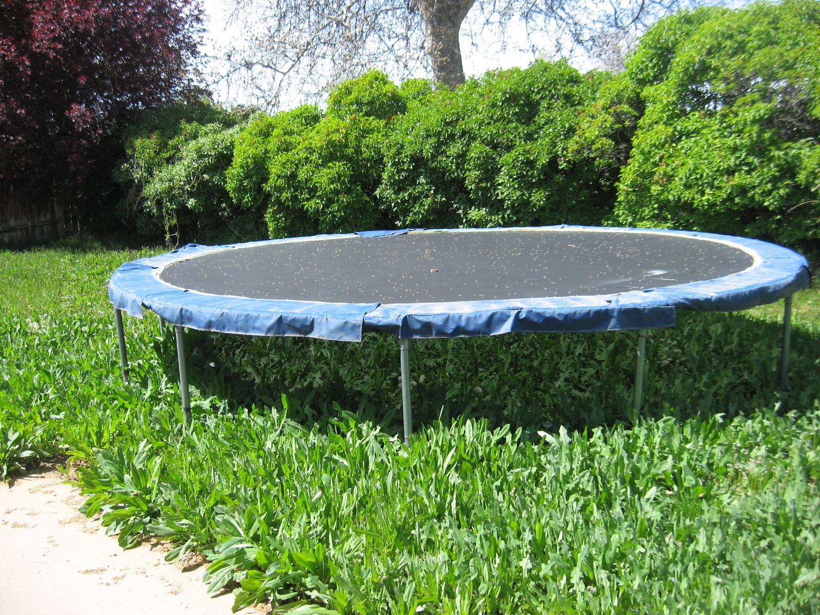 trampoline FREE