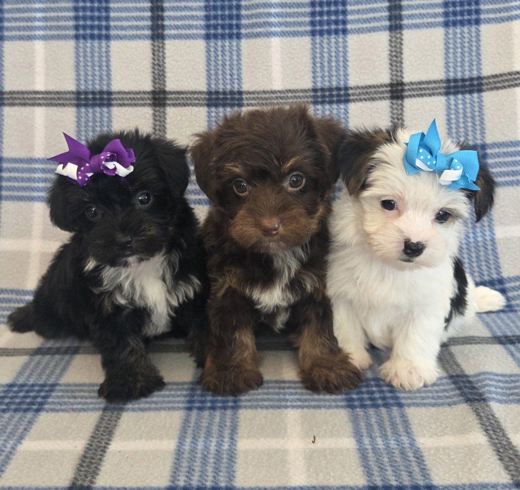 Gorgeous Yorkshire Terrier Puppies! Unique Colors!