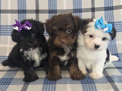 Gorgeous Yorkshire Terrier Puppies! Unique Colors!