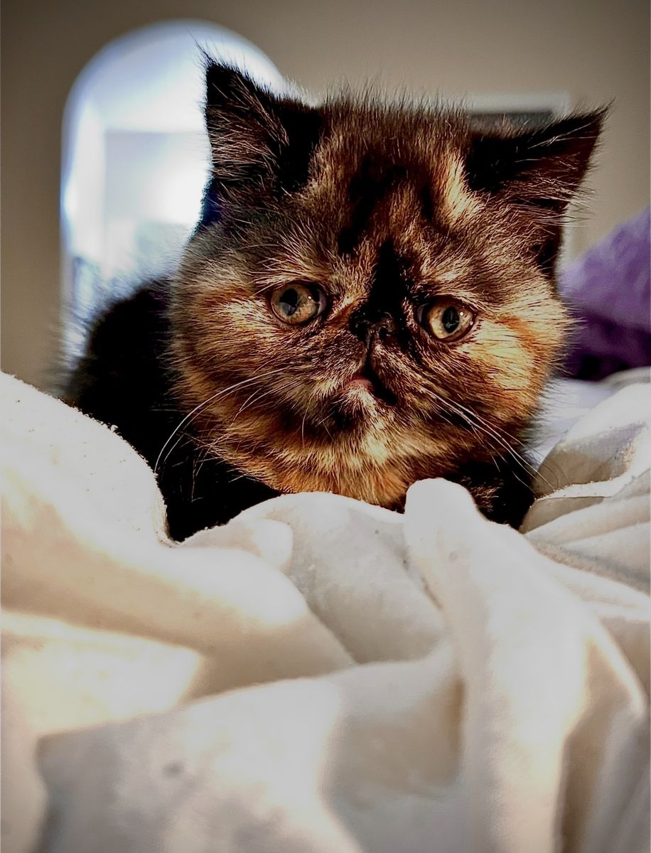 !!! Purebred Exotic Longhair & Shorthair (PERSIAN) Kittens !!!