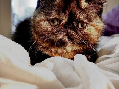 !!! Purebred Exotic Longhair & Shorthair (PERSIAN) Kittens !!!