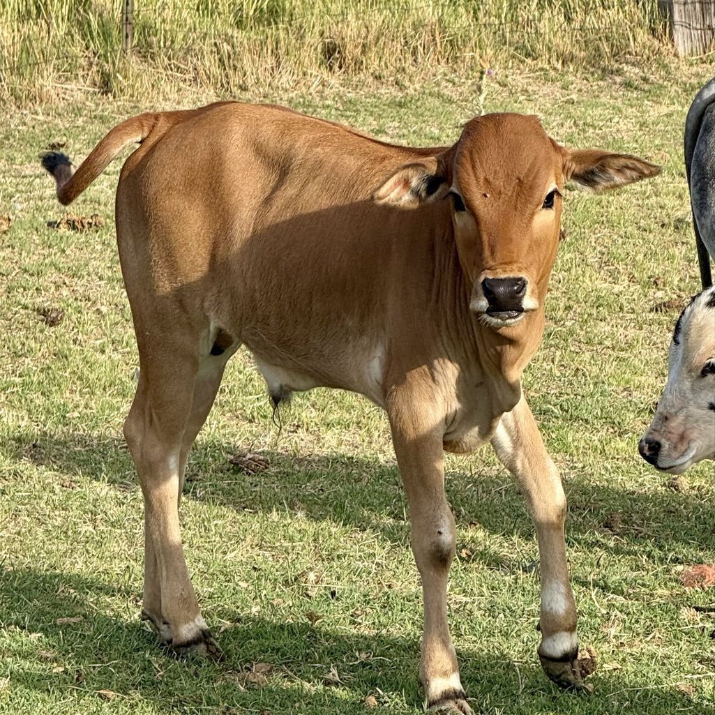 Mini Zebu Bull