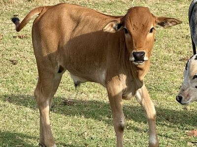 Mini Zebu Bull