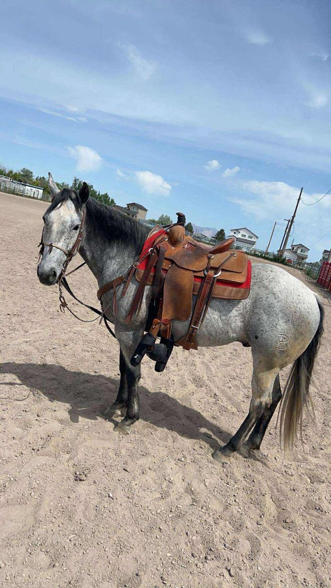 Breakaway Horse