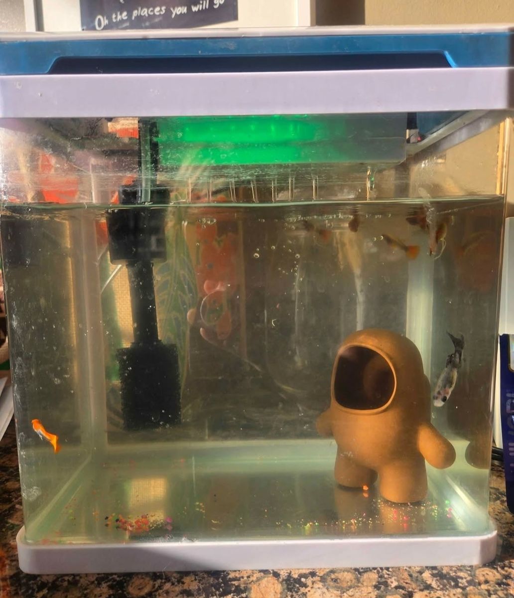 Koi guppies- fish for sale