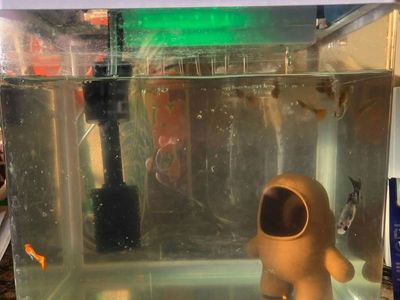 Koi guppies- fish for sale