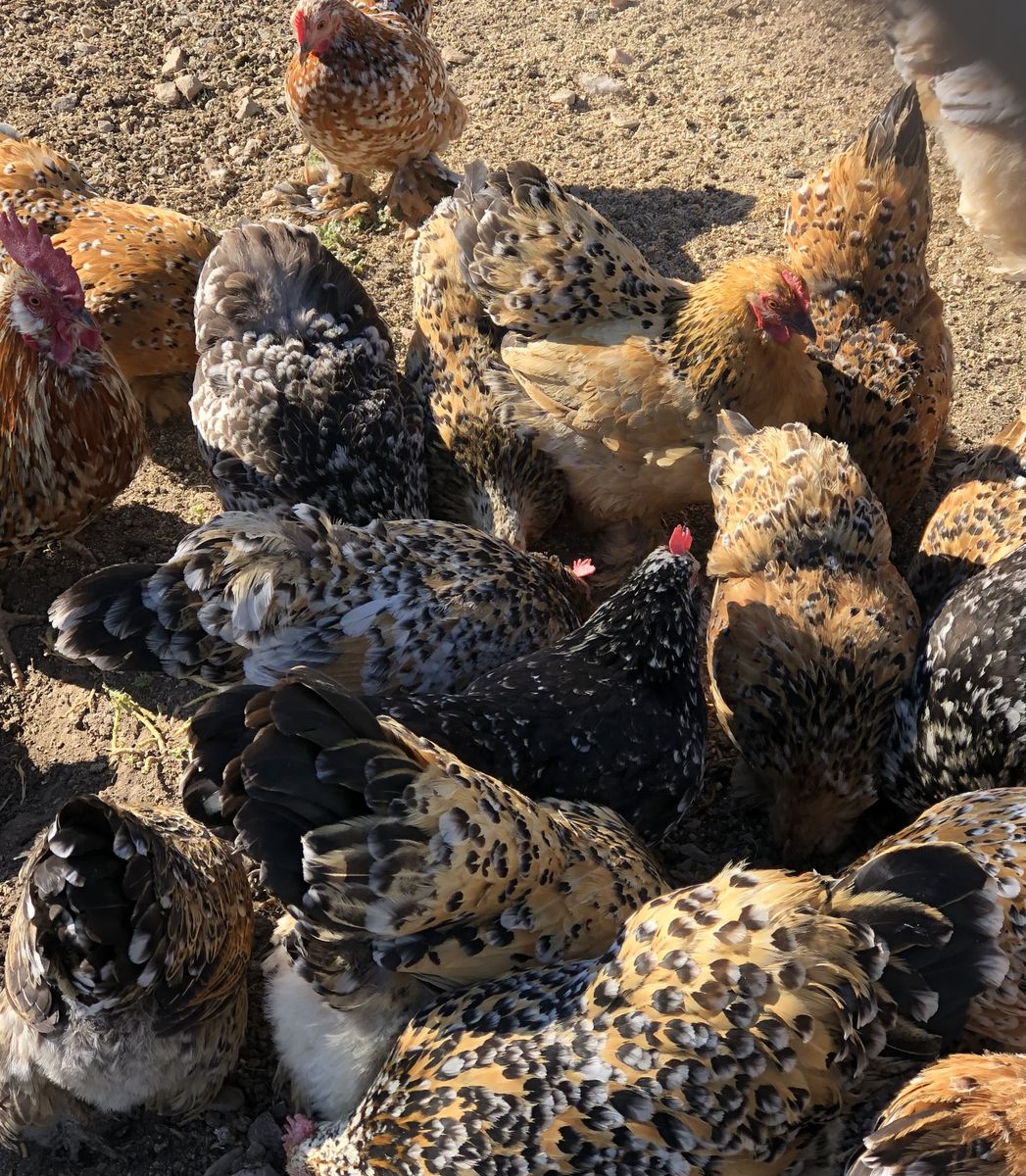 Bantam Cochin X Mille Fleur crosses 
