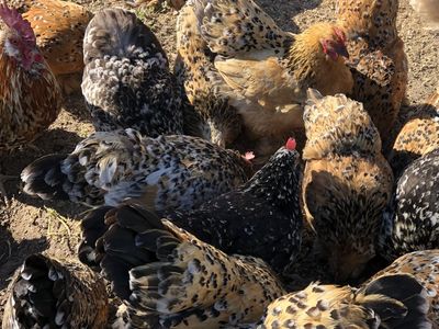 Bantam Cochin X Mille Fleur crosses