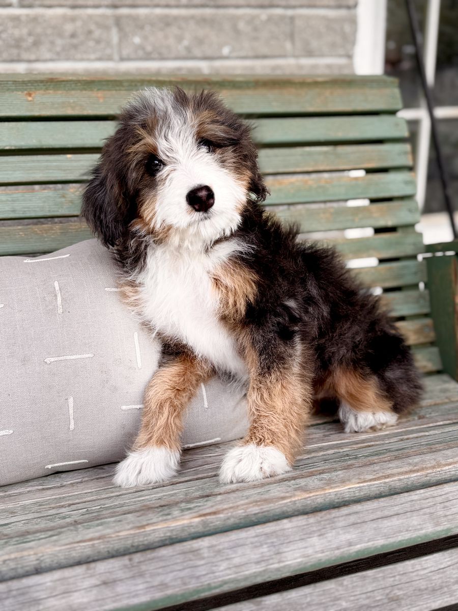 Female Merle Bernedoodle – Embark Tested – 9/10 Merle Intensity