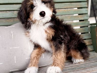 Female Merle Bernedoodle – Embark Tested – 9/10 Merle Intensity