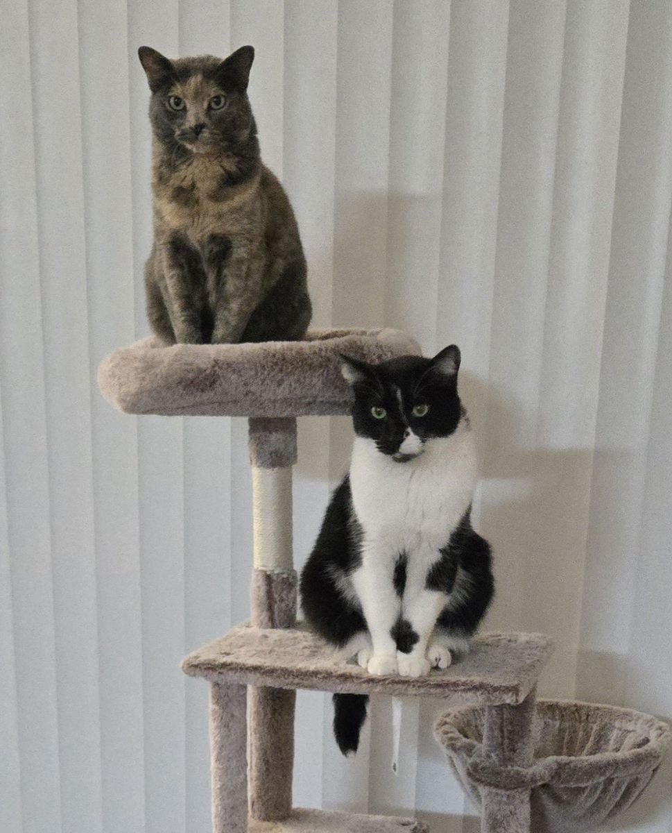 Loving Bonded Pair of Indoor Cats Looking for Their Forever Home