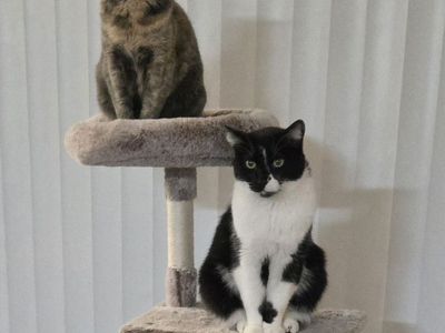 Loving Bonded Pair of Indoor Cats Looking for Their Forever Home