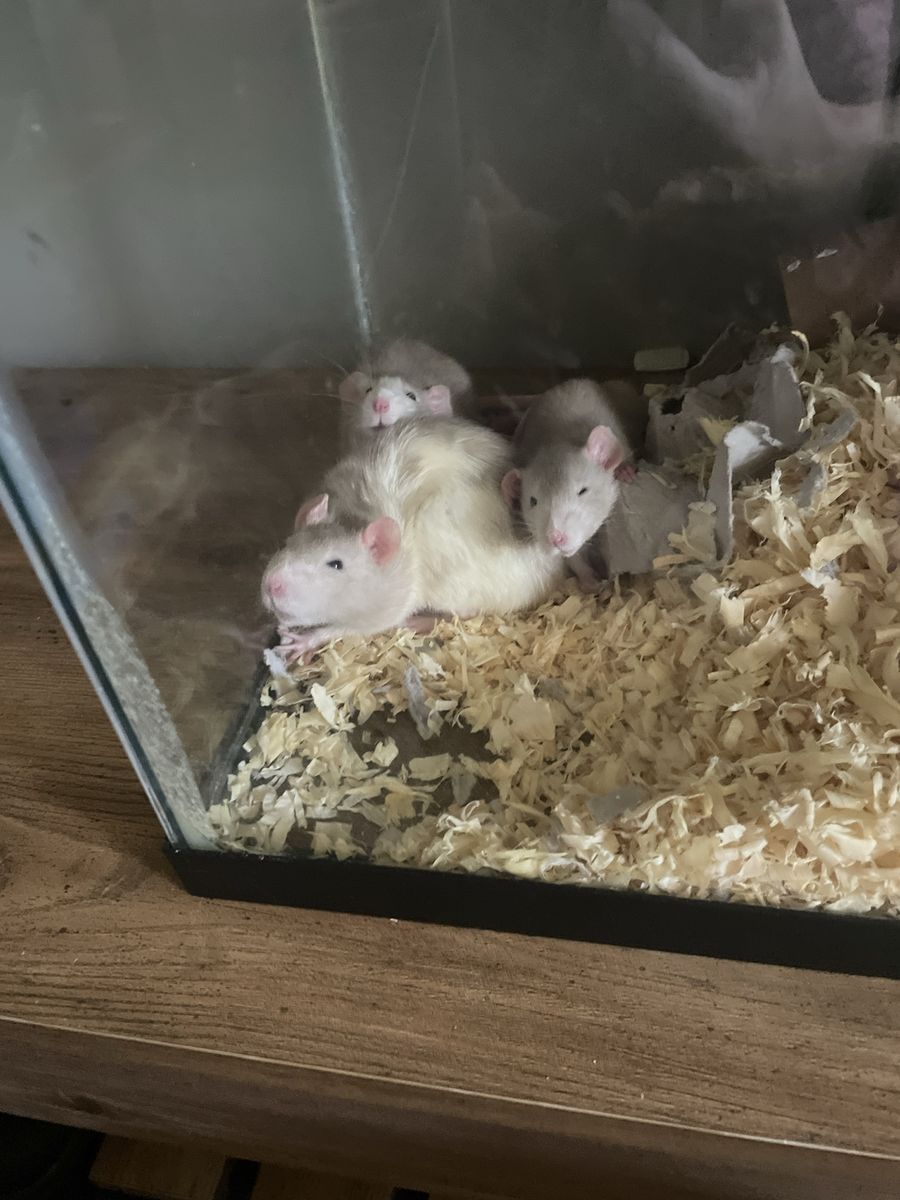Medium to Large Feeder/Pet Rats