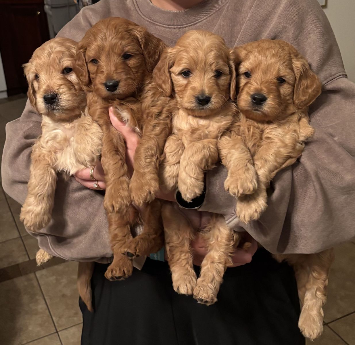 F1 Golden Doodles
