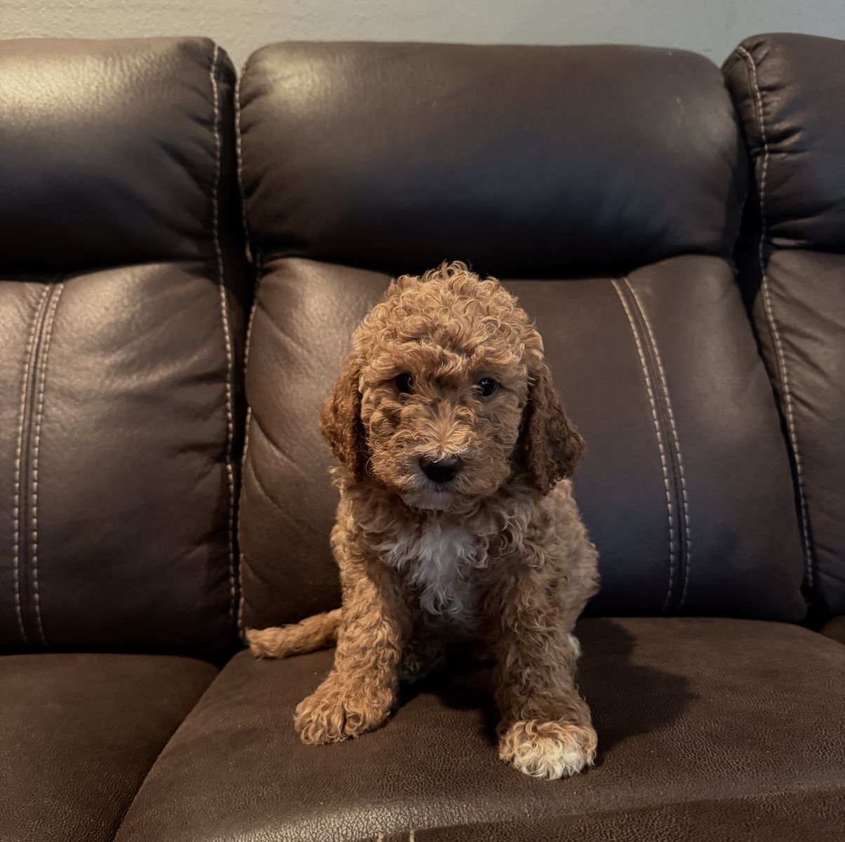 Puppies for sale!