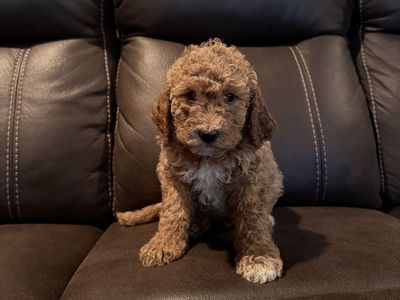 Puppies for sale!