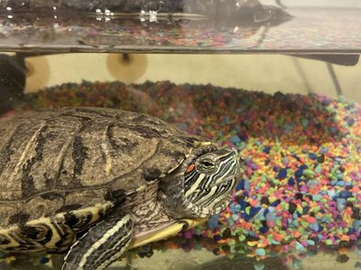 Pet Turtle and everything needed to take care of him