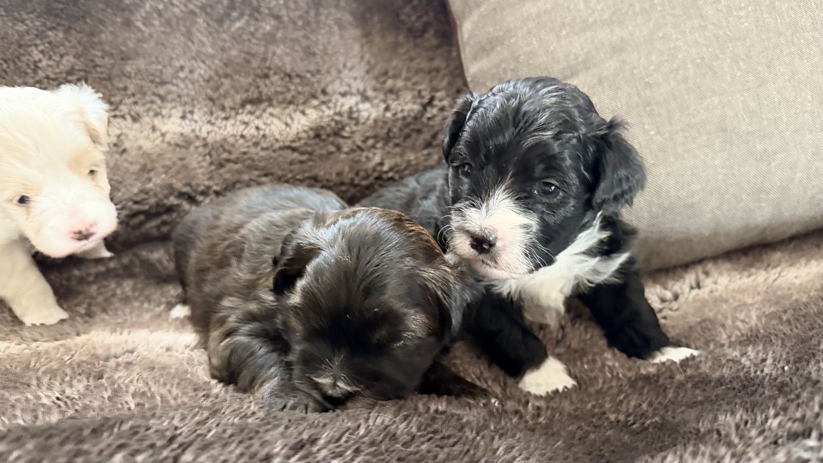Adorable Maltese Poodle Mix 6 Puppies Available