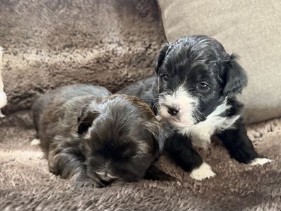 Adorable Maltese Poodle Mix 6 Puppies Available